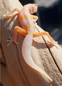 Bubble Gum Albino Leopard Geckos