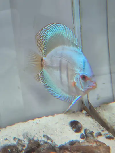 fish to rehome - discus , View more
