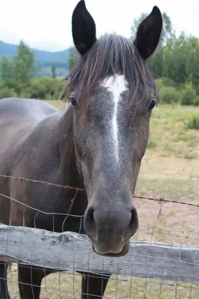 2 yr draft x filly, View more