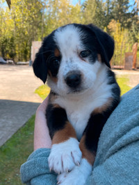Bernese Cross Puppies Looking for their Families!
