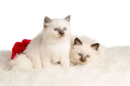 RARE - Amazing Reg&#x27;d Lynx Point  BIRMAN  Kittens