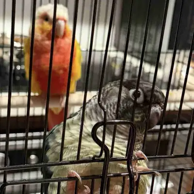 PAIR - Suncheek & Yellow-Sided Turquoise Conures, View more