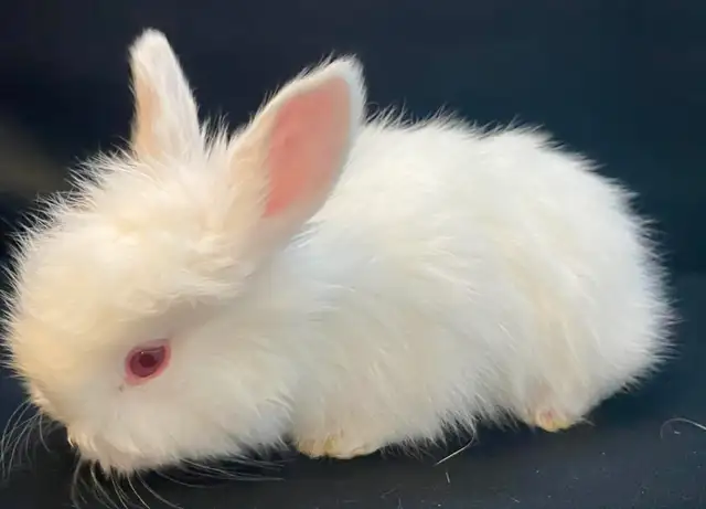 BEW English Angora Rabbits in Small Animals for Rehoming in Ottawa - Image 3