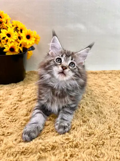 High Quality Maine Coon Kitten, View more