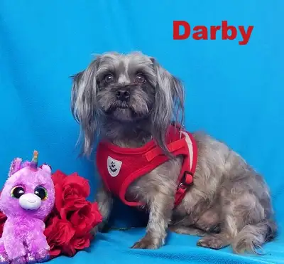 ❤️2 Spayed Small Breed Female Dogs❤️, View more