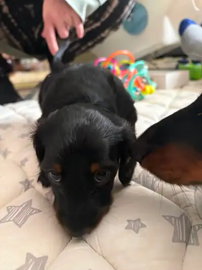 Dachshund puppies, View more