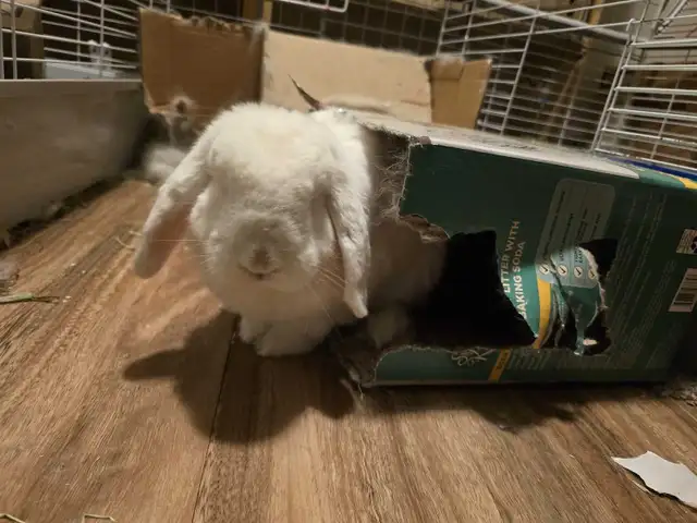 Marshmallow | 7y.o Neutered Male French Lop in Other Pets for Rehoming in Calgary - Image 3