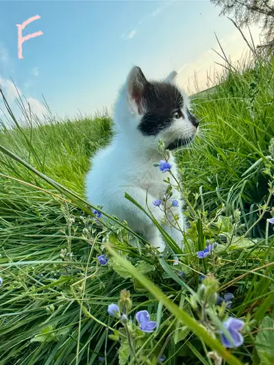 Kittens- some still available (July 10), View more
