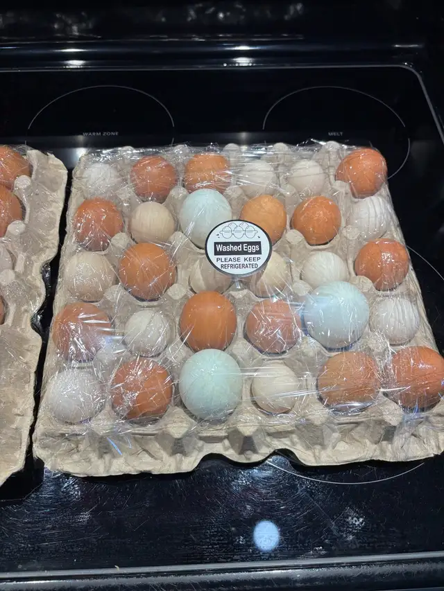 Farm Fresh Eggs (IN STOCK) in Livestock in St. Catharines - Image 7