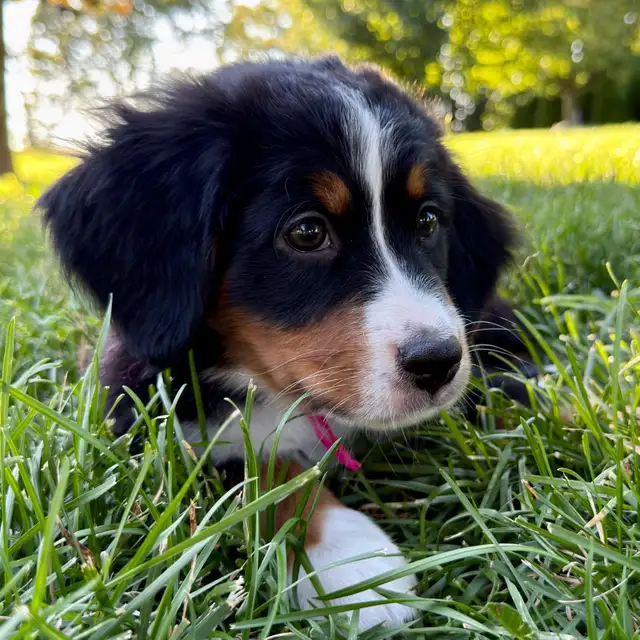 Guardian Homes Wanted - Bernese Mountain Dogs Male & Female! in Dogs & Puppies for Rehoming in Markham / York Region - Image 6