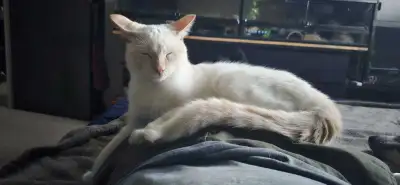 Young Modern Siamese Red Flamepoint cat , View more