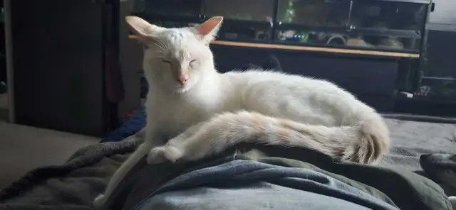 Young Modern Siamese Red Flamepoint cat in Cats & Kittens for Rehoming in North Bay - Image 2