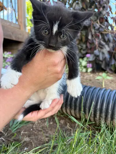 Kittens for Sale, View more