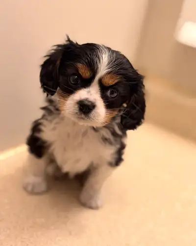 Cavalier King Charles spaniel, View more