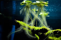 Limnobium laevigatum - Floating Freshwater Plant