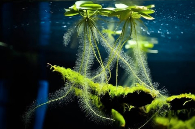 Limnobium laevigatum - Floating Freshwater Plant in Fish for Rehoming in Ottawa
