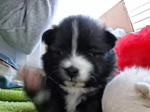 Pomeranian Puppies for Sale – Fluffy Cuties Looking for Their New Homes! If you’ve been dreaming of...