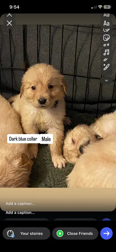 More the welcome to come in person to meet both parents and pick out a puppy or by photo. Once they...