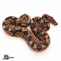 Python royal - Régulier het pied - Mâle