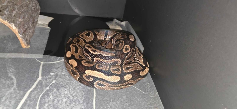 Ball Python Snakes | Reptiles & Amphibians for Rehoming | Edmonton ...