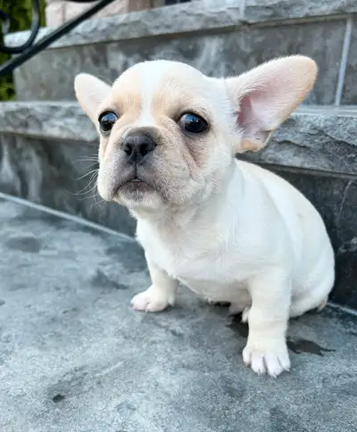 French Bulldog Mix, View more
