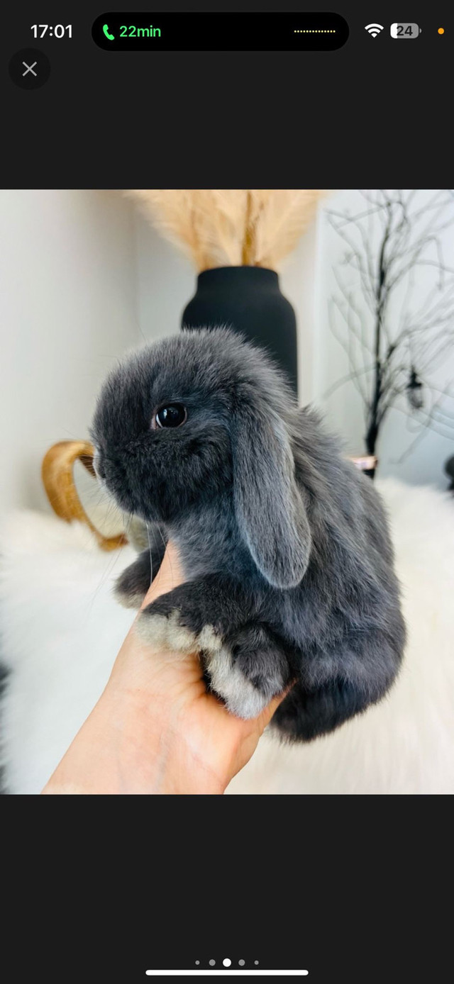 Lapin avec cage et nourriture et litière  dans Petits animaux à adopter  à Ville de Montréal