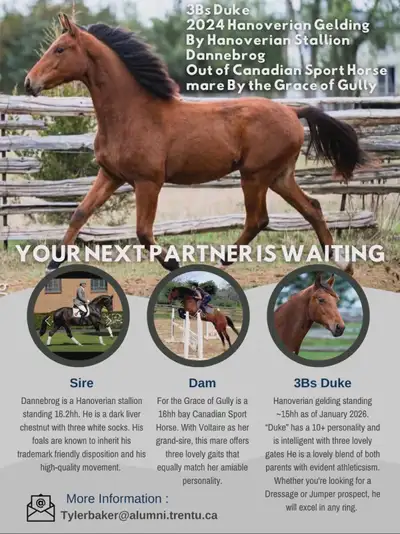 3Bs Duke - registered Hanoverian gelding by Dannebrog 3Bs Vittorio - Colt by Vilancio Same Dam Can g...