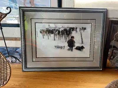 Beautiful Cow Picture, View more