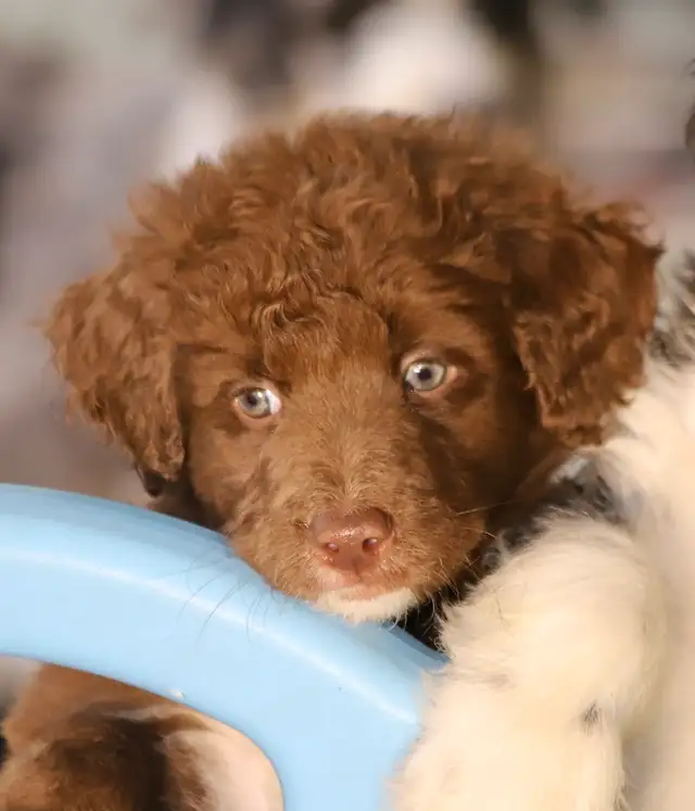 6  RARES DOODLES, BORDOODLES,  BORDOODLES   CHIOTS - PUPPIES in Dogs & Puppies for Rehoming in Laurentides - Image 9