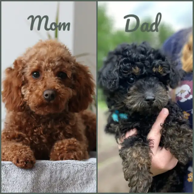 Toy Poodle Puppies ( only 3 left ) ready in 1.5 weeks in Dogs & Puppies for Rehoming in Winnipeg - Image 9