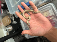 Male Hognose Snake