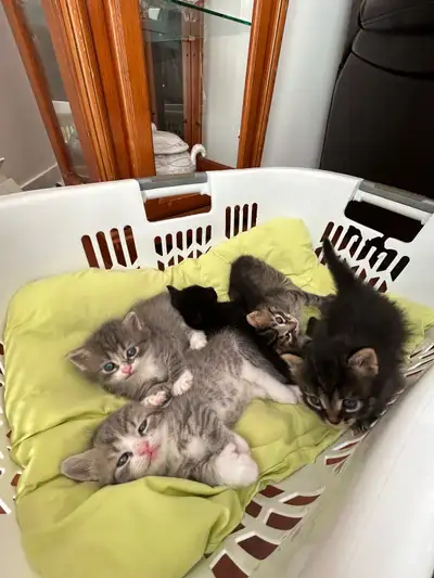 5 chatons prêt à partir le 5 juillet (à la 9e semaine)