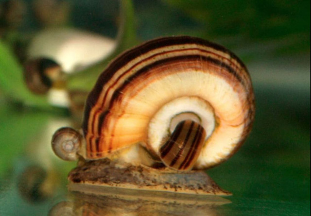 AMAZING BEAUTIFUL FRESHWATER SNAILS in Fish for Rehoming in North Bay - Image 3