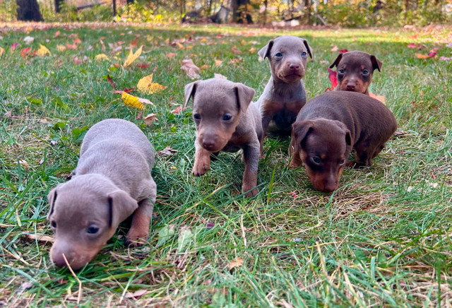 Chiot Pinscher avec Garantie santé dans Chiens et chiots à adopter  à Lanaudière - Image 3