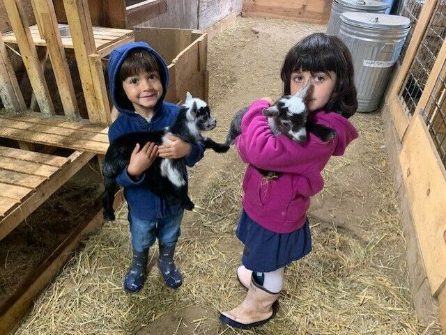 Organically Raised Nigerian Dwarf Goat (Kids) in Livestock in Barrie - Image 2