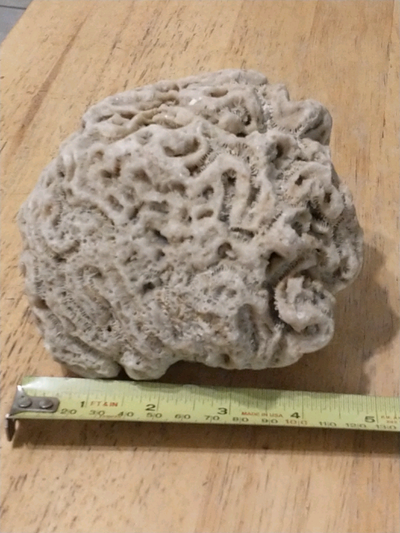 Lovely brain coral found washed up on Miami Beach, 1980s, View more