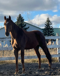 Cheval à vendre!