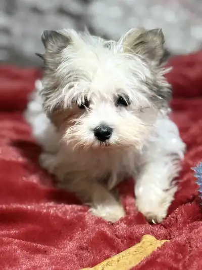 Xmas Price - Rare White Yorkies!! ~ Fully vaxxed, View more