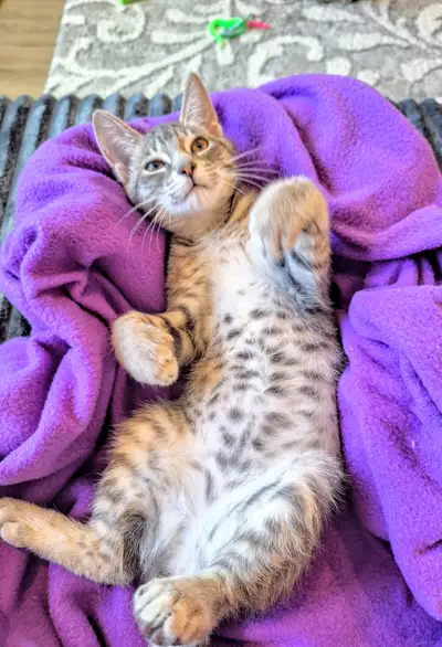 Gorgeous Russian Blue X Bengal Kitten for Adoption, View more