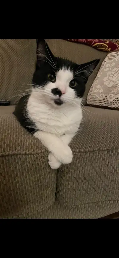 2 year old cat , View more