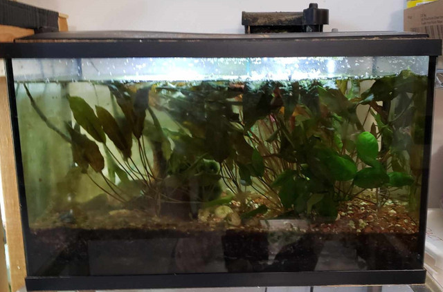 10 gallon fish tank in Accessories in Thunder Bay