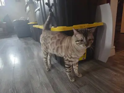 chat de Bengal pour adoption  ( 12 mois ), View more