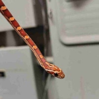 baby corn snake Kawartha Lakes Peterborough Area Preview
