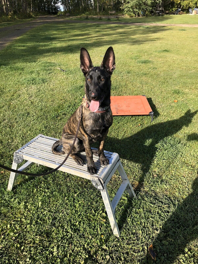 Dog training cheap red deer
