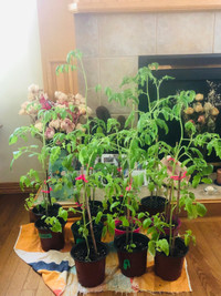 Yellow and Red Tomatoe Plants