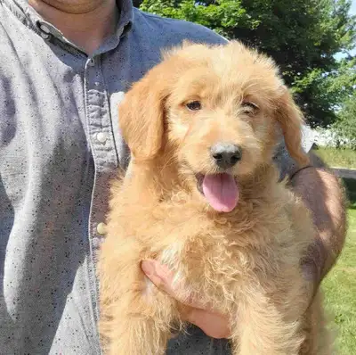 Medium red F1b Labradoodle puppy, View more