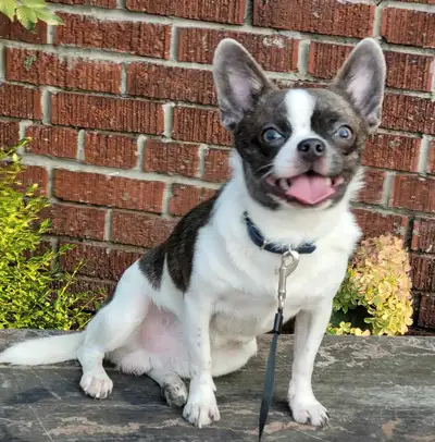 Cute  Apple-head Chihuahua, View more