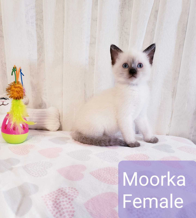 Siamese Kittens in Cats & Kittens for Rehoming in Winnipeg - Image 3