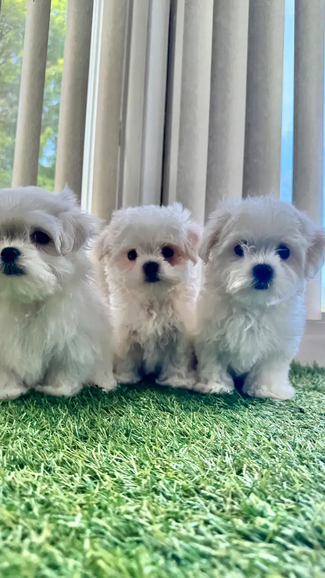 3 Chiots bichon maltais  , Maltese in Dogs & Puppies for Rehoming in Laval / North Shore - Image 4