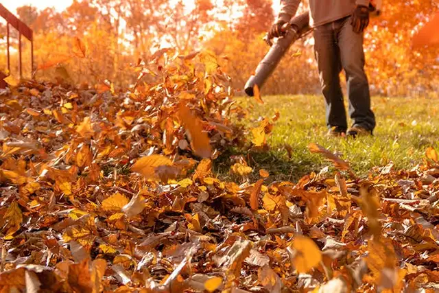 Leaf Removal & Shrub Trimming562901686000691201